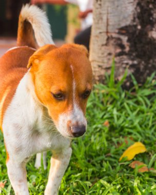Parkta sevimli bir köpek.