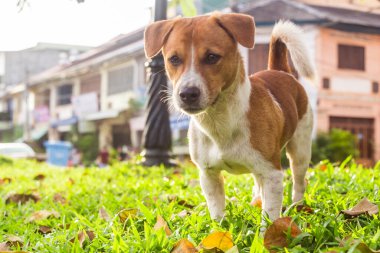 Parkta sevimli bir köpek.