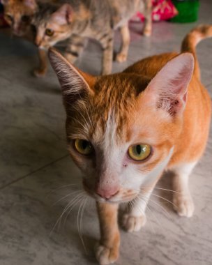 Kedi barınağında sevimli kediler