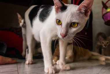 Kedi barınağında sevimli kediler