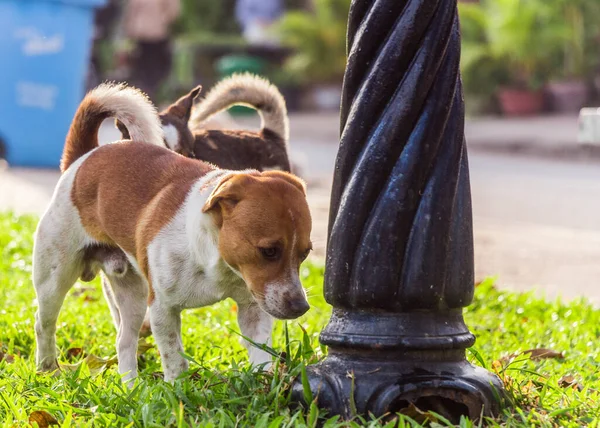 Милая Собака Парке — стоковое фото
