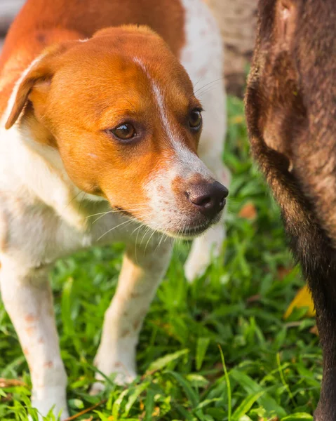 Parkta sevimli bir köpek.