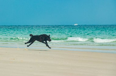 Beyaz bir sahilde siyah bir köpek koşuyor.