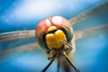 Mavi arka planda yusufçuk. Doğanın makro fotoğrafı