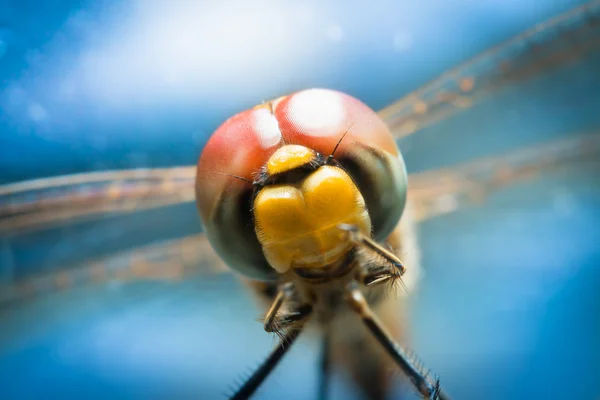 Dragonfly Blauwe Achtergrond Macro Foto Van Natuur — Stockfoto