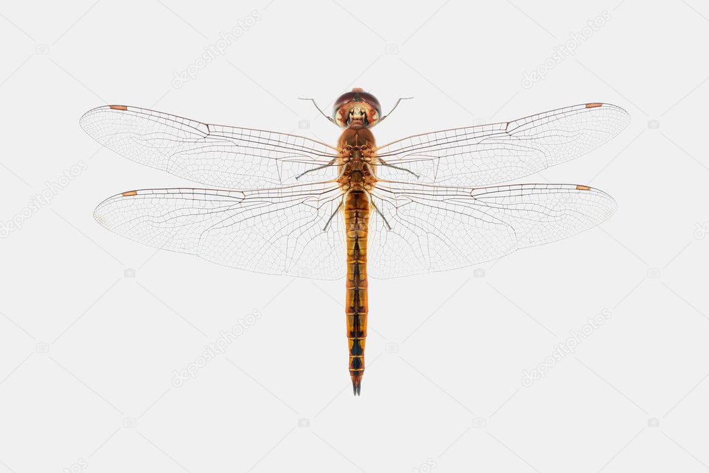 Dragonfly isolated on white background. Macro photo of nature