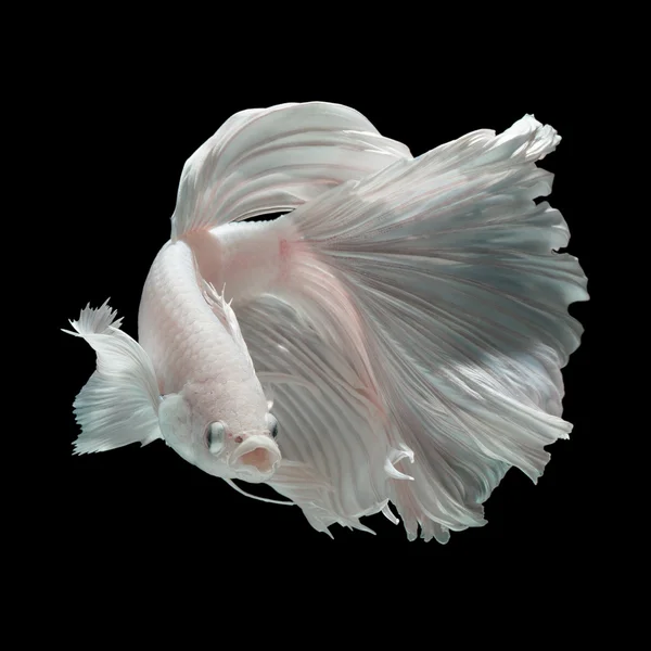 Betta fish, peixe de combate siamês — Fotografia de Stock