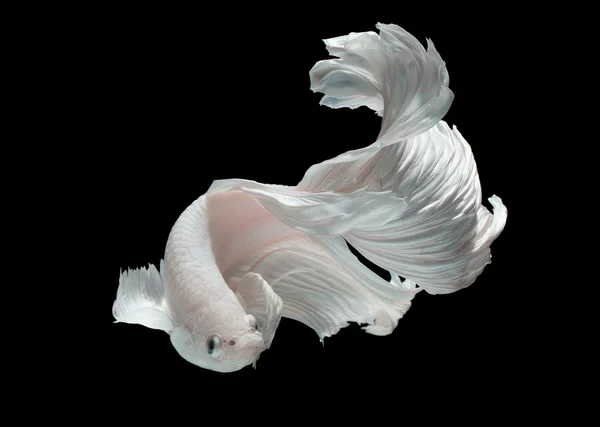 Betta fish, peixe de combate siamês — Fotografia de Stock