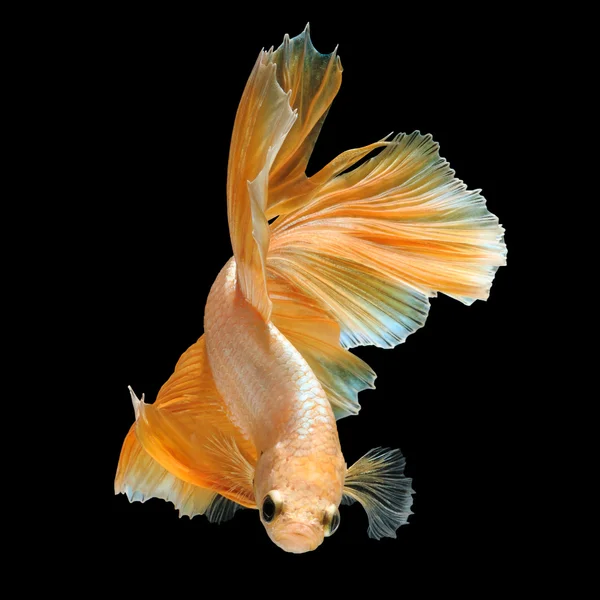 Betta 물고기 절연 — 스톡 사진