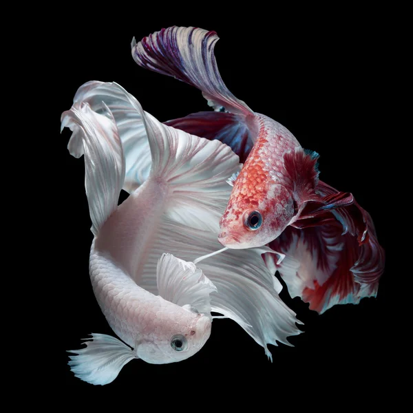 Betta balık mücadele