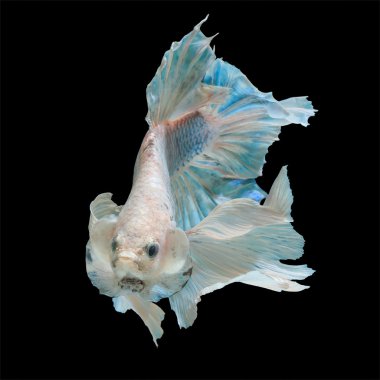 izole daha iyi balık