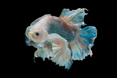 izole daha iyi balık