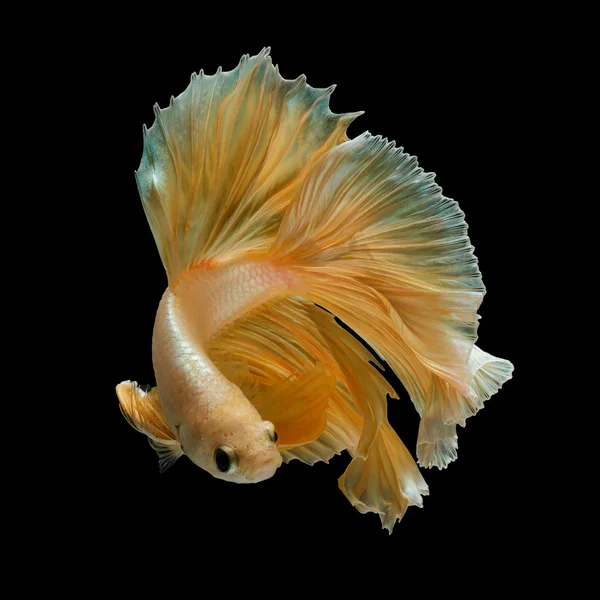 Peixe betta isolado — Fotografia de Stock