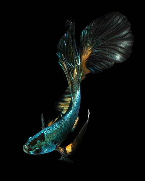 Betta pesce isolato — Foto Stock