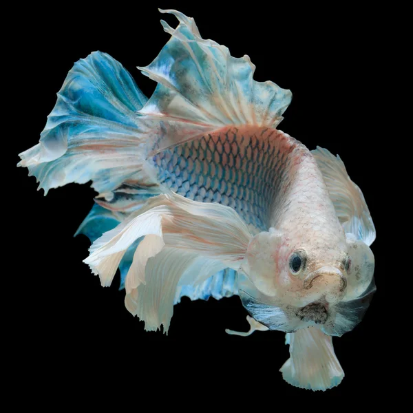 Бетта риби ізольовані — стокове фото