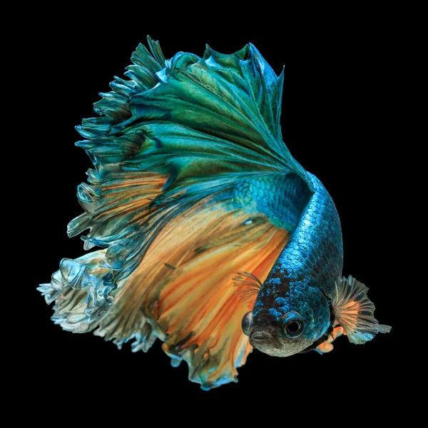 Betta fisk isolerade — Stockfoto