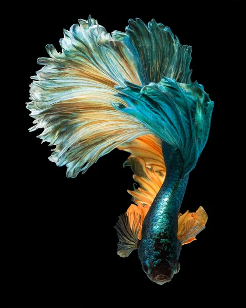 Peixe betta isolado — Fotografia de Stock