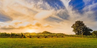 Khao Yai Tayland günbatımı bağ