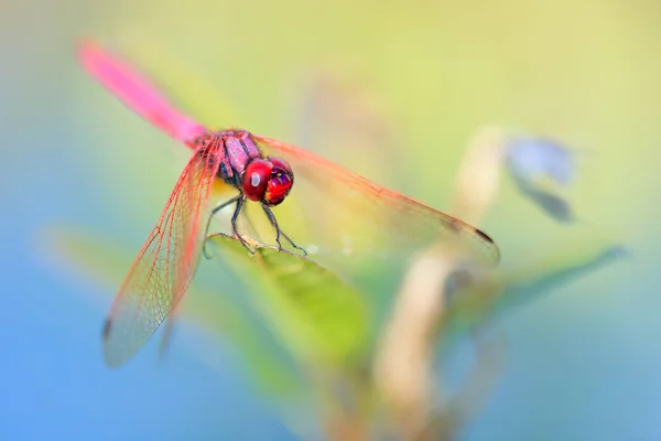Olourful Μακροεντολή Dragonfly Φωτογραφία Της Φύσης — Φωτογραφία Αρχείου