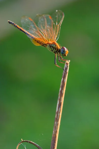 Olourful Μακροεντολή Dragonfly Φωτογραφία Της Φύσης — Φωτογραφία Αρχείου