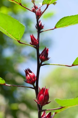 taze Roselle organik tarım tayland