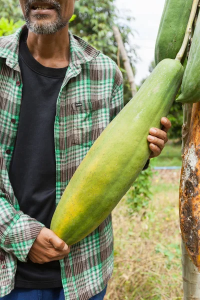 Trädgårdsmästare Håller Mycket Stor Papaya Inne Ekologisk Gård — Stockfoto