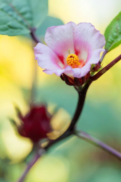 Pollen Roselle Organic Farming Thailand — Stock Photo, Image