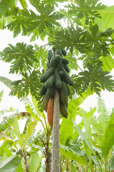 Δέντρο Παπάγια Στο Βιολογικό Αγρόκτημα Κοινή Φυτεία Και Χρήση Οργανικού — Φωτογραφία Αρχείου