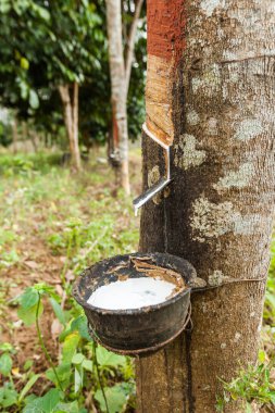 Bir kauçuk ağaç (Hevea Brasiliensis) lateks dokunarak. Kanchanaburi, Tayland.