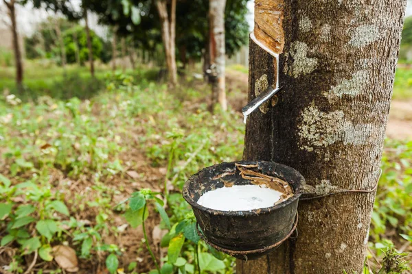 Gwintowanie Lateks Gumy Drzewa Hevea Brasiliensis Kanchanaburi Tajlandia — Zdjęcie stockowe