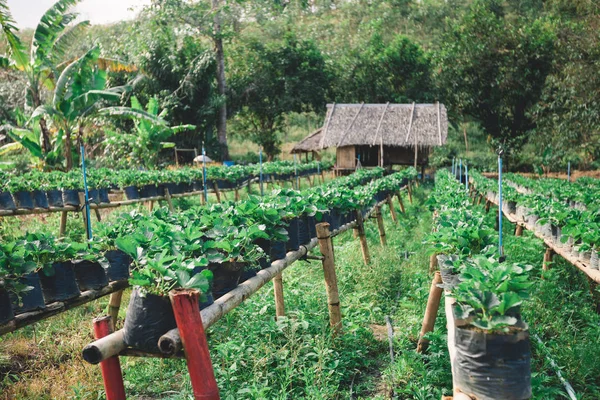 Βιολογικό Αγρόκτημα Φράουλας Φράουλα Φυτεία Στην Ταϊλάνδη — Φωτογραφία Αρχείου