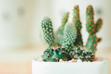 Güzel bebek kaktüs saksı