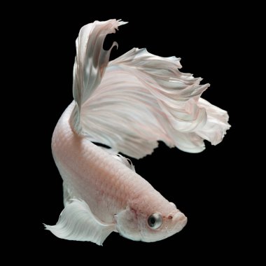 Daha iyi balık, Siyam mücadele balık 