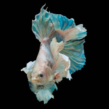 daha iyi balık, Siyam mücadele balık siyah arka plan üzerine izole kapatmak