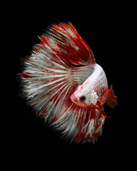 Betta Ryb Bojownik Giant Betta Ryb Half Moon Białym Czarnym — Zdjęcie stockowe