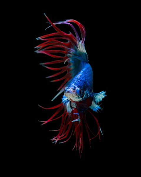 Betta Peixe Siamês Peixe Luta Crowntails Isolado Fundo Preto Bela — Fotografia de Stock