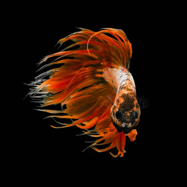 Betta Fisk Siamesiska Striderna Fisk Orange Fancy Crowntails Isolerade Svart — Stockfoto