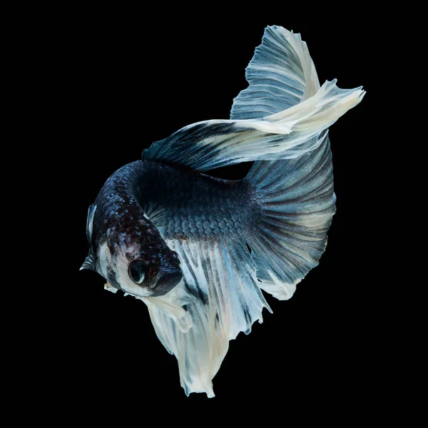 Betta Vis Siamese Vechten Vis Halve Maan Geïsoleerd Zwarte Achtergrond — Stockfoto