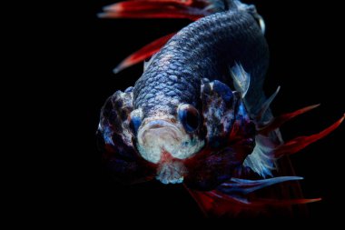 Daha iyi balık, Siyam mücadele balık 