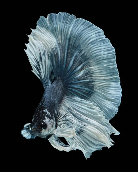 Betta Peixe Siamês Combate Peixe Meia Lua Isolado Fundo Preto — Fotografia de Stock