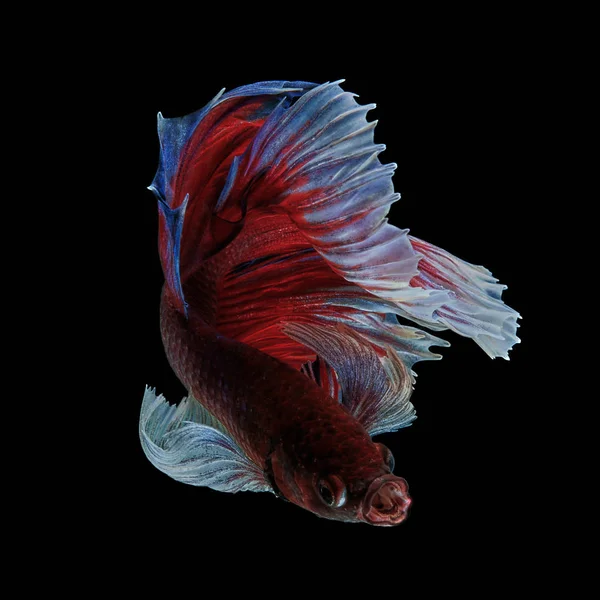 Daha iyi balık, Siyam mücadele balık 