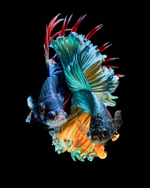 Daha iyi balık, Betta splendens Siyam mücadele balık 