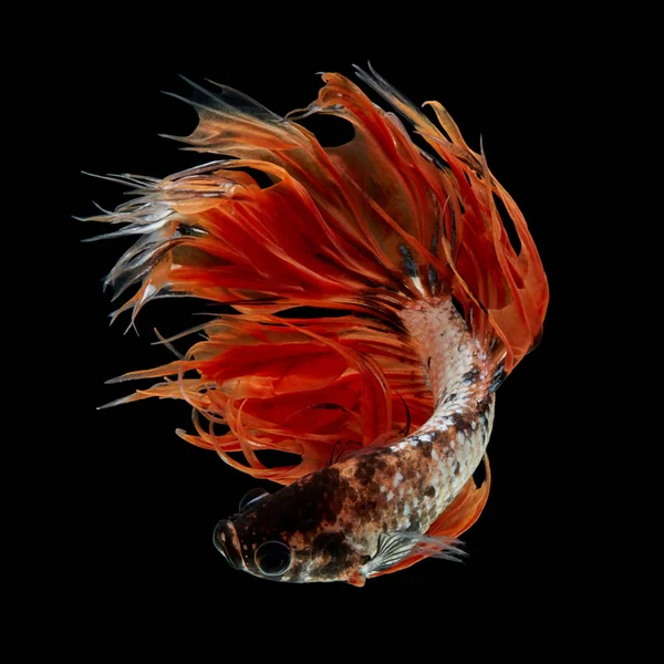 Ψάρι Betta Σιαμαίοι Καταπολέμηση Ψάρια Πορτοκαλί Φανταχτερά Crowntails Απομονώνονται Μαύρο — Φωτογραφία Αρχείου