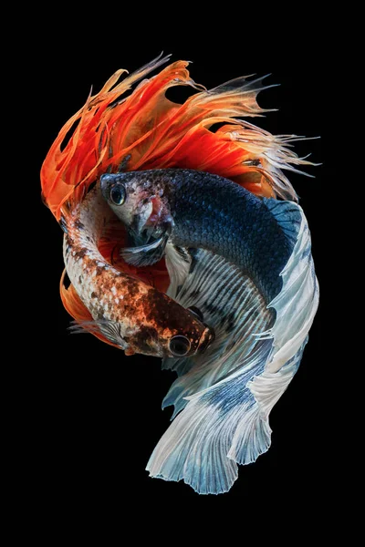 Peixe Betta Betta Splendens Peixe Lutador Siamês Cauda Meia Lua — Fotografia de Stock