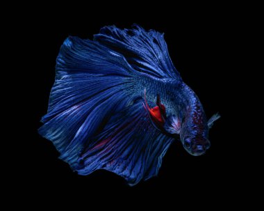 daha iyi balık, balık, Siyam mücadele balık mücadele. 