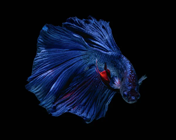 daha iyi balık, balık, Siyam mücadele balık mücadele. 