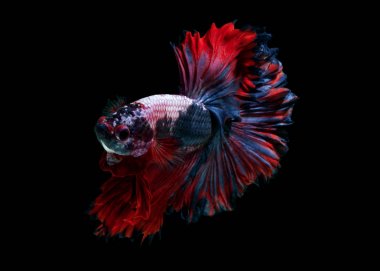 Güç renk daha iyi balık 