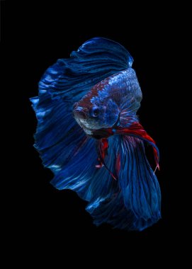 Güzel Sanatlar kavramı 