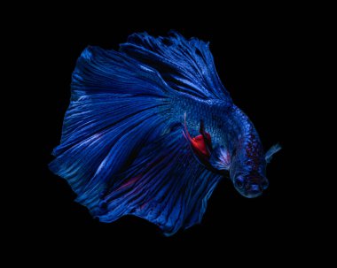 Güzel Sanatlar kavramı 