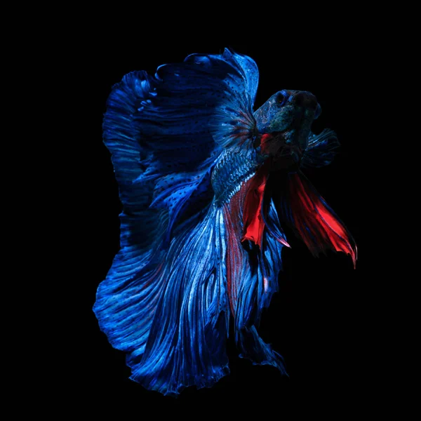 Güzel Sanatlar kavramı 